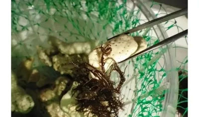 Algas en laboratorio