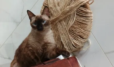 "Bebé white" se extravió el domingo de la carrera 43 con calle 98.