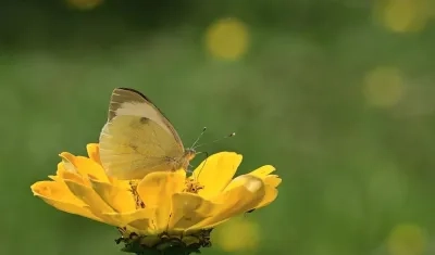 El recorrido inicia a la 1:00 de la tarde.