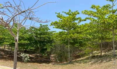 Árboles en Barranquilla.