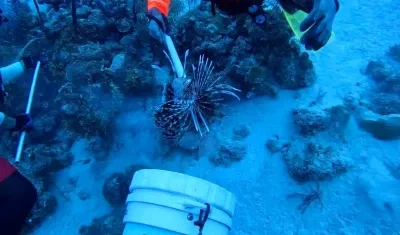 Caza de pez león en San Andrés.