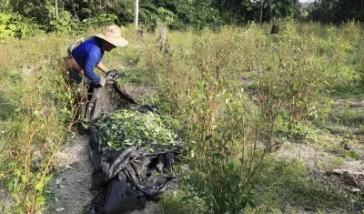 Cultivos de coca. 