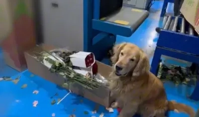 La droga fue detectada por un canino de la Policía Antinarcóticos. 