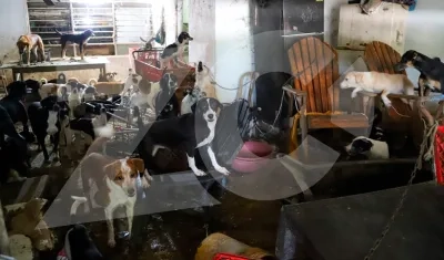 Más de 20 perros en una habitación de la casa