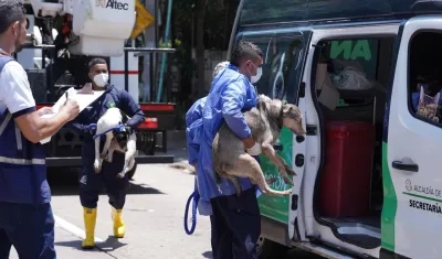 Dos de los perros rescatados.