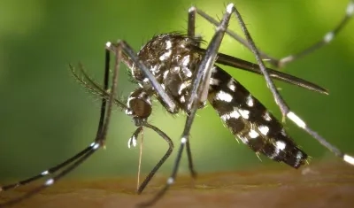 Mosquito transmisor del dengue.