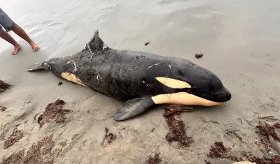 La orca hallada muerta en la playa de Moñitos. 
