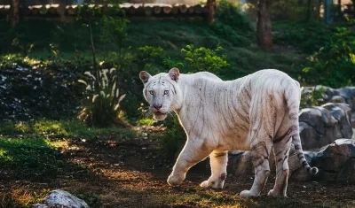 Un tigre en su espacio en Vantara.