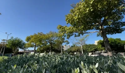 Árboles en Barranquilla.