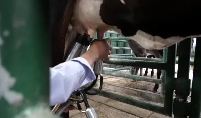 Producción de leche. 