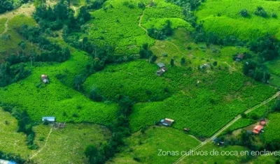 Zona de cultivos de coca.
