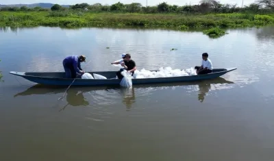 Jornada de siembra de alevinos en el embalse de El Guájaro. 