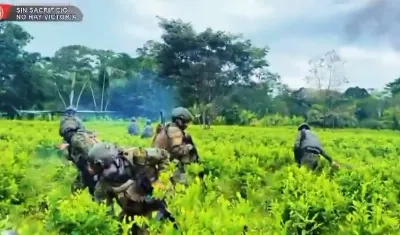 Plantas de coca destruidas por el Ejército ecuatoriano. 