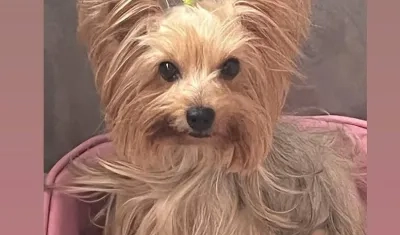 Lulú