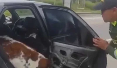 Policía encontrando las vacas en el interior del carro.