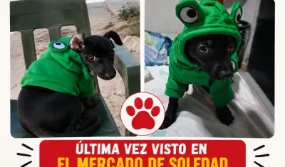 'Corozito' es raza pinscher.