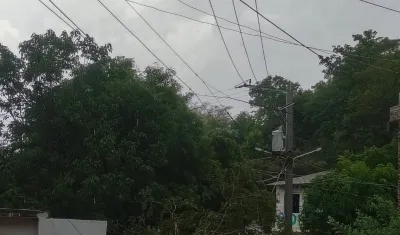 Árboles caídos en el corregimiento de Chorrera, en Juan de Acosta. 