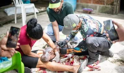 Hipopótamo recién nacido que murió tras ser rescatado