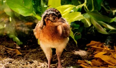 La cría  paujil de pico azul nacida en el zoológico de Barranquilla. 