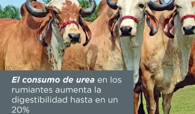 Imagen de referencia.