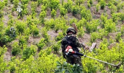 Cultivo de coca.