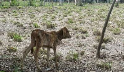 Fenómeno de El Niño en Atlántico
