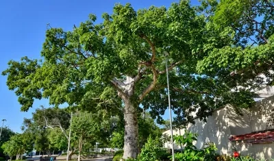 Ceiba blanca. 