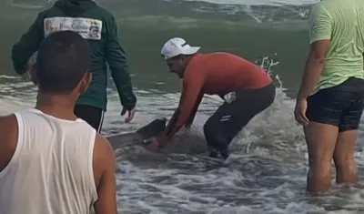 Delfines rescatados en Puerto Colombia