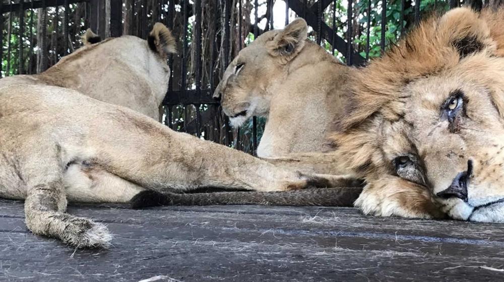 Leones