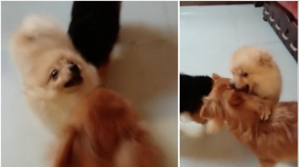 Akila, perrita perdida en el barrio Limoncito, tuvo un feliz reencuentro.