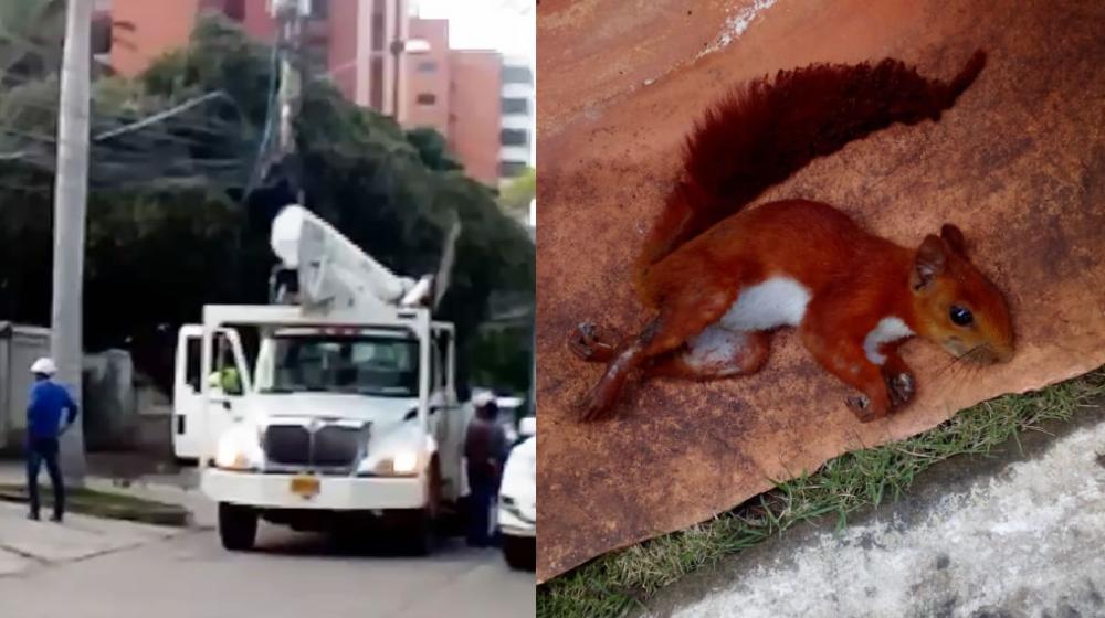 Contratistas de Electricaribe trabajando en la reparación y la ardillita causante del hecho.
