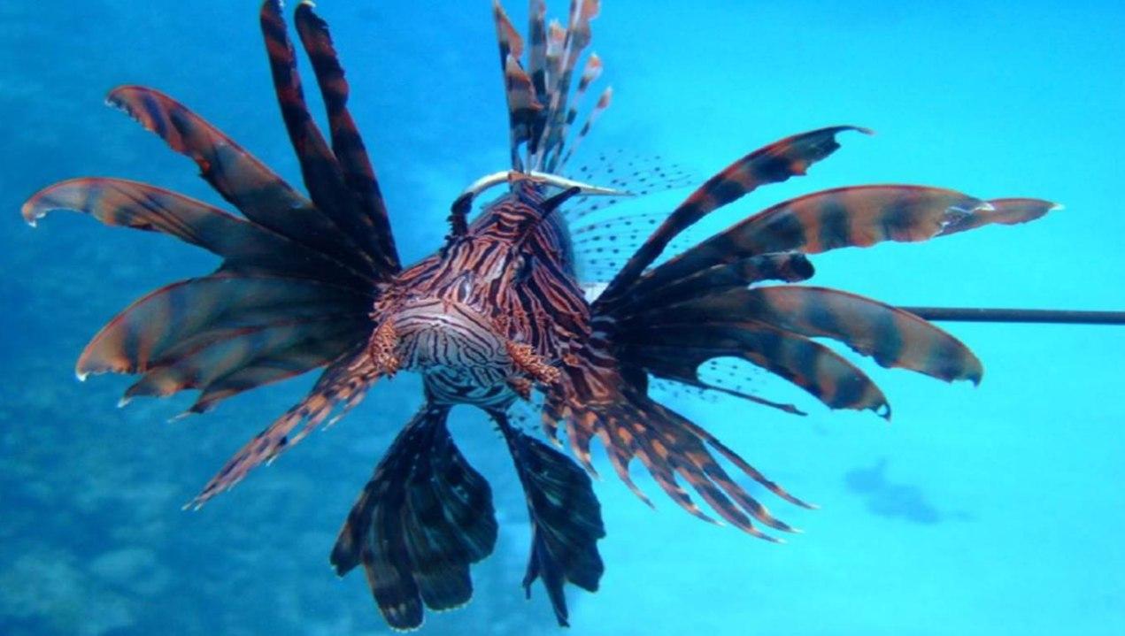 El pez león (Pterois volitans) es una especie exótica, que pertenece a la familia de los Scorpaenidae, natural del indo-pacífico registrada por primera en las costas de la Florida en el año de 1999. Desde entonces ha presentado una alta dispersión en todo el Caribe.