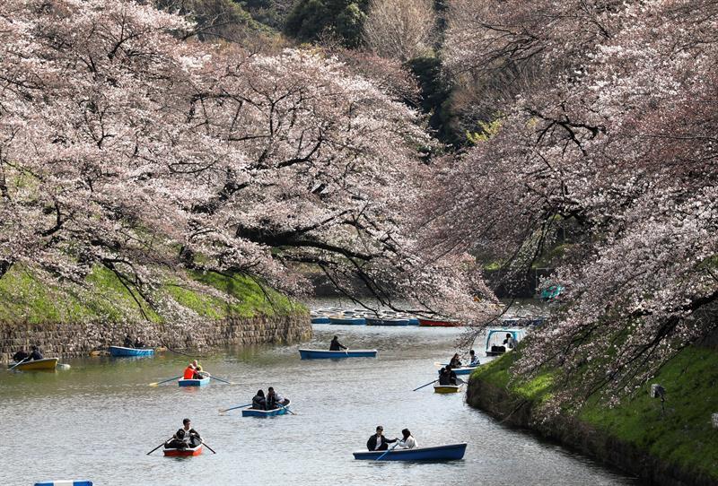 Varias personas pasean en barca entre cerezos en flor en Tokio.