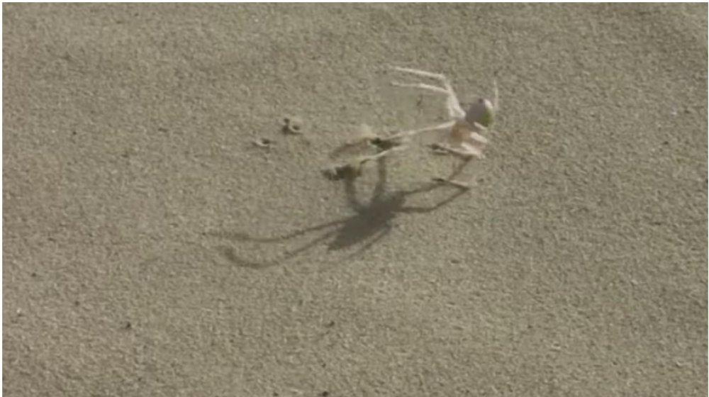 Robot en forma de araña.