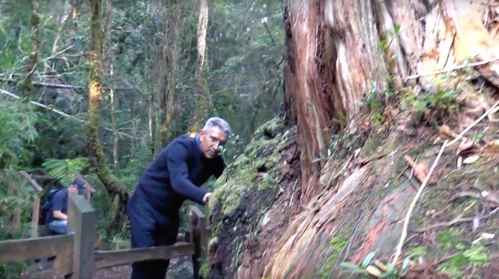 El periodista Jorge Cura, visitando un Alerce, ícono en Chile.