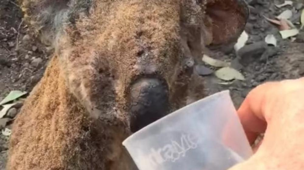 Koala rescatado tras incendio forestal en Australia.