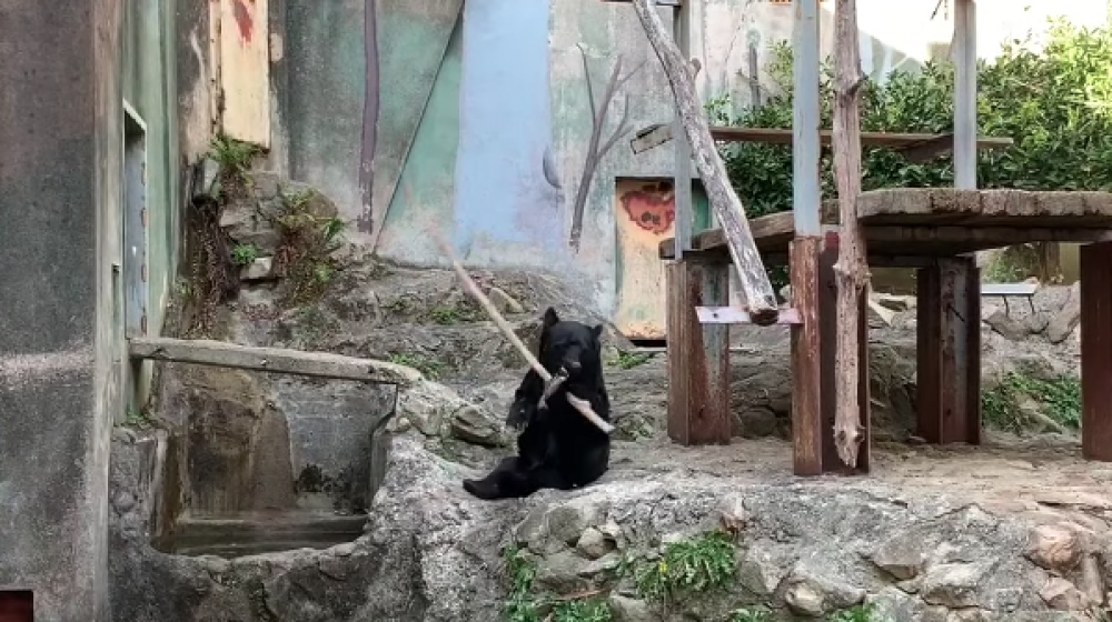 Oso en Zoológico de Hiroshima (Japón).