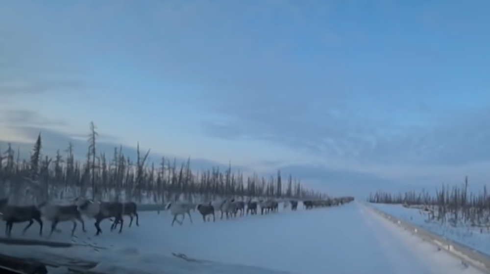 3000 renos causan congestión en Rusia.