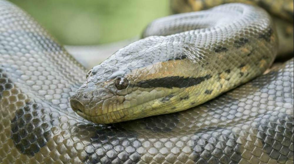 Anaconda.