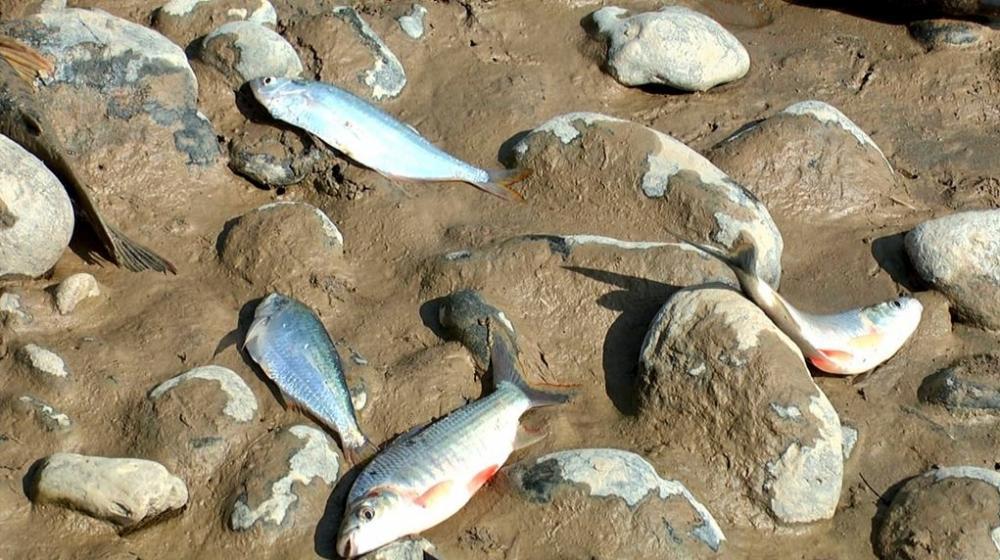Así se ve la mortandad de peces.