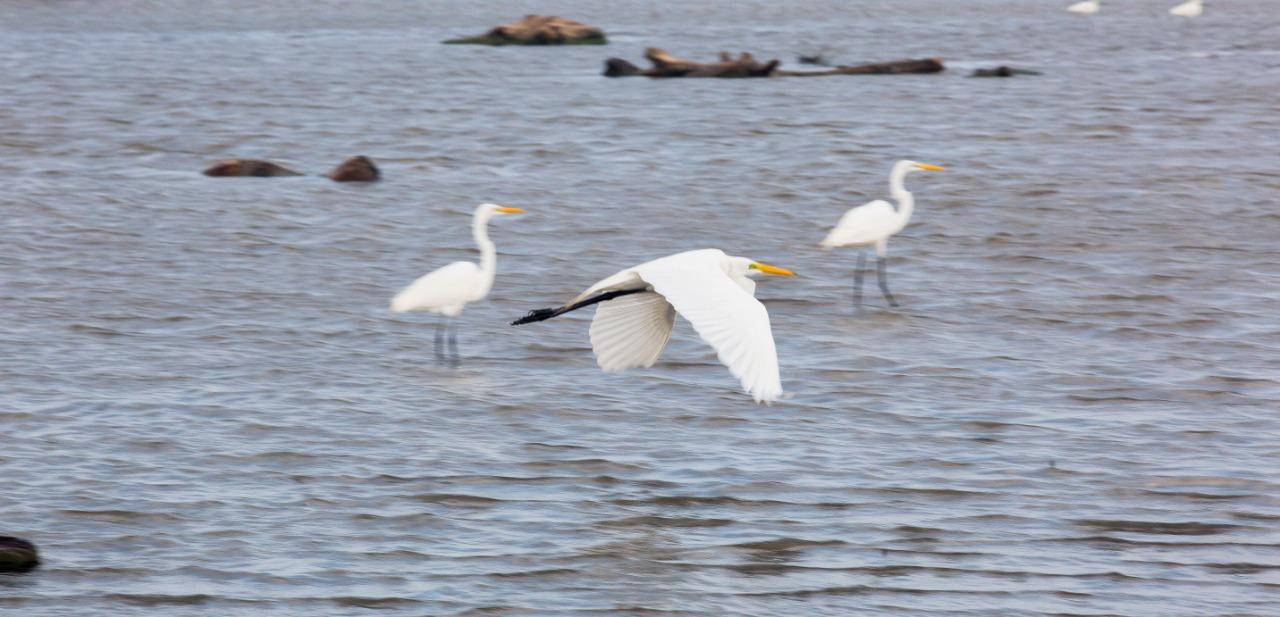 En la Ciénaga de Mallorquín se destaca la diversidad de aves, cuenta con una de las mayores concentraciones de patos migratorios de toda la región del Gran Caribe.