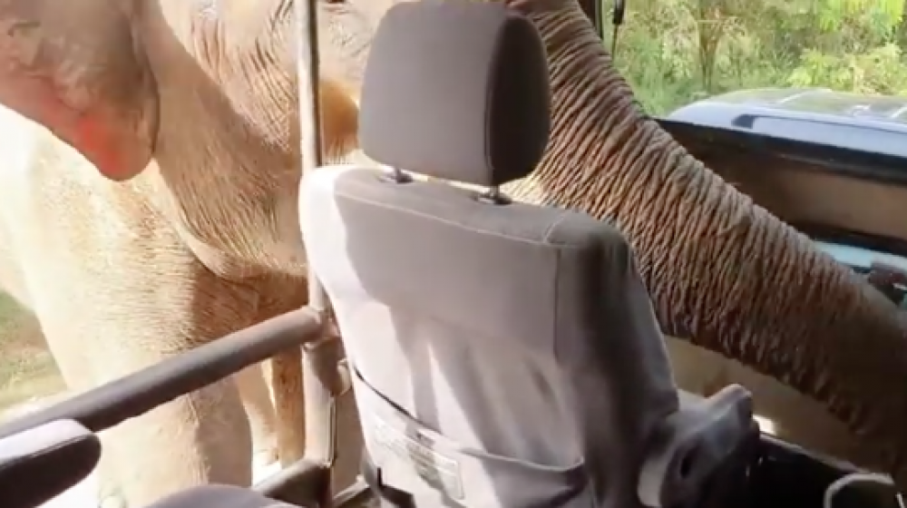 Elefante en el momento que buscaba la comida.