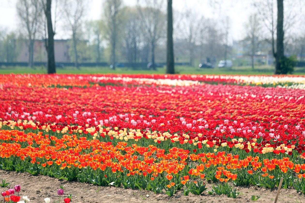  Vista de un campo cultivado con tulipanes, en Arese, cerca de Milán, norte de Italia.