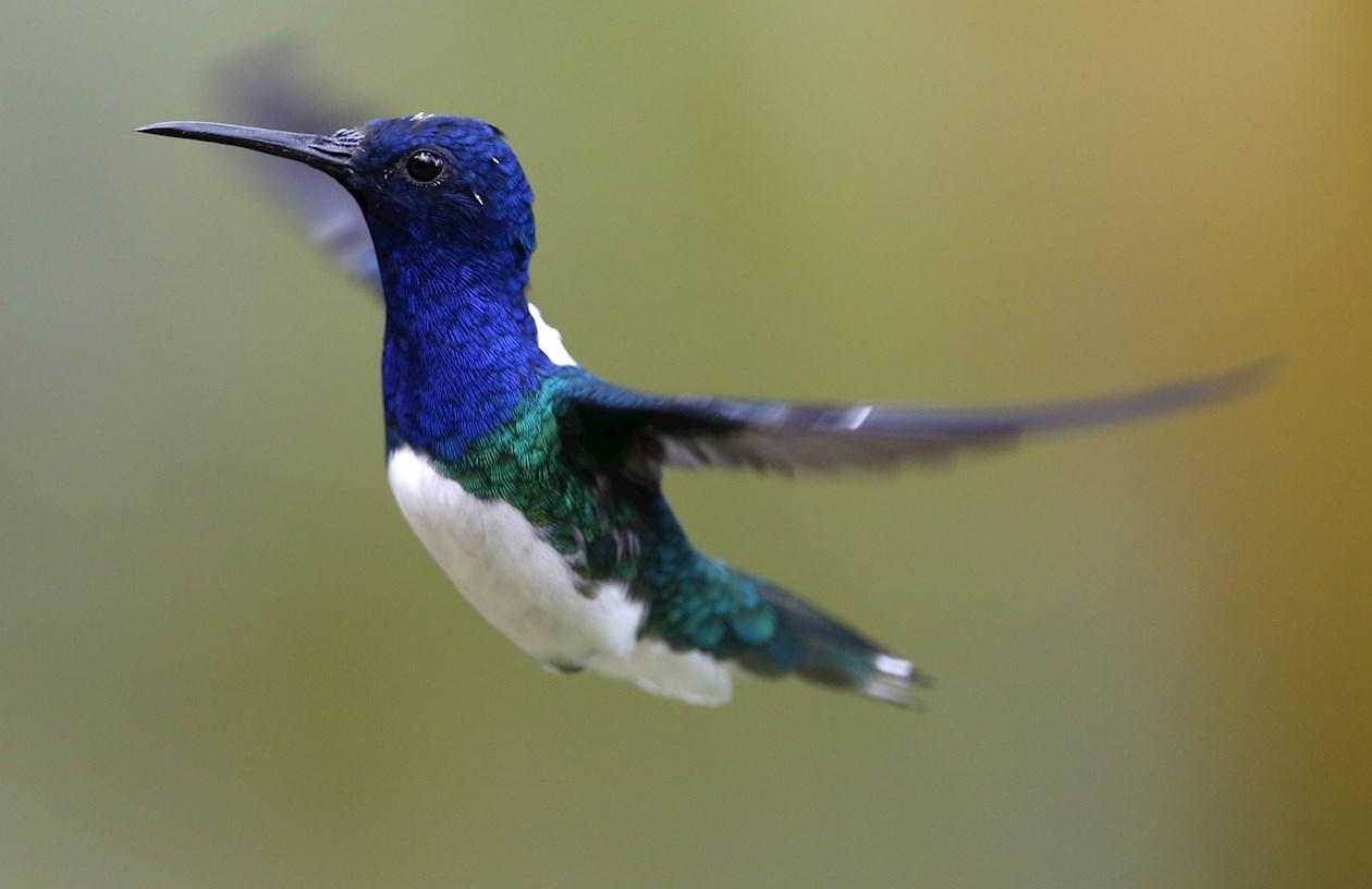 Un colibrí de la especie nuquiblanco/Florisuga Mellivora.