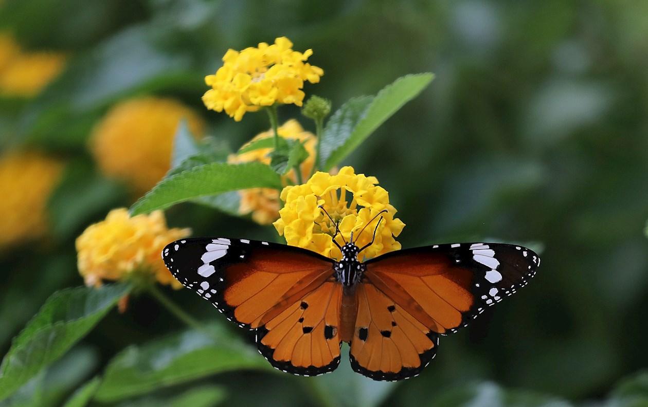 Mariposario del Parque Yamuna.