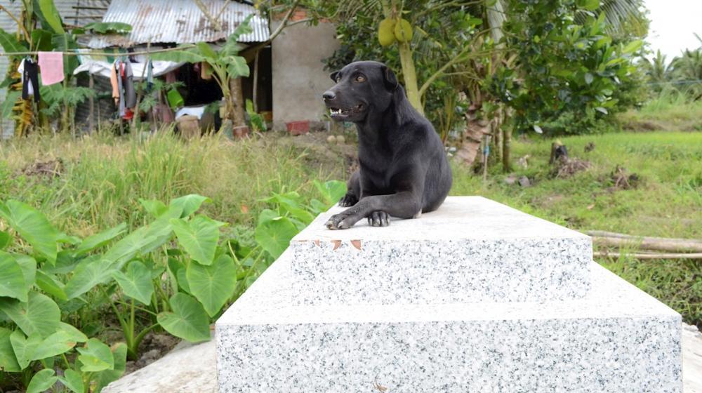 La perrita sobre la tumba del niño.
