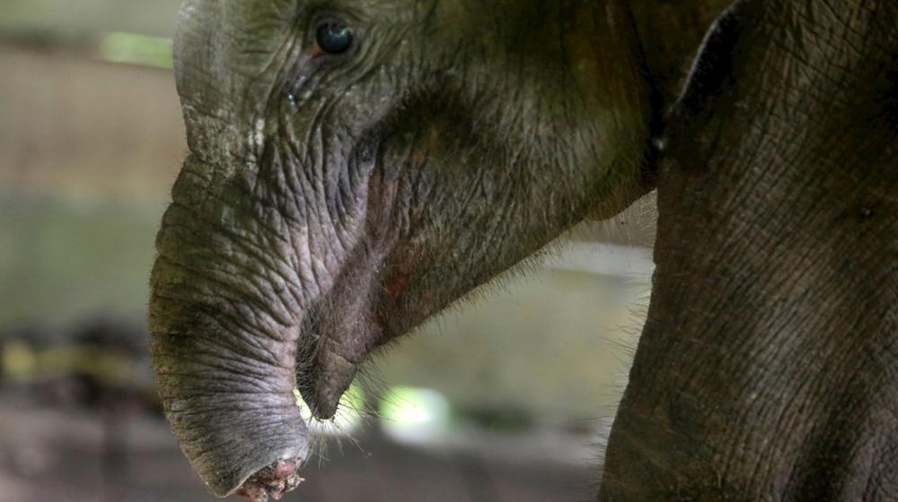 Vista de un elefante al que los cazadores furtivos han cortado la trompa y que se recupera en el Centro de rehabilitación de elefantes de Saree, Indonesia. 