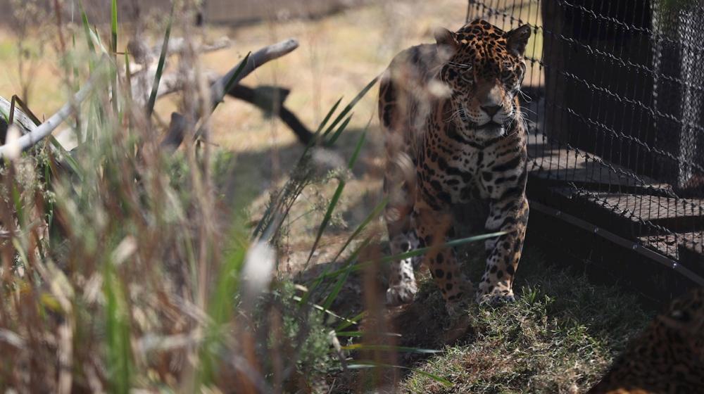 Imagen de uno de los jaguares.