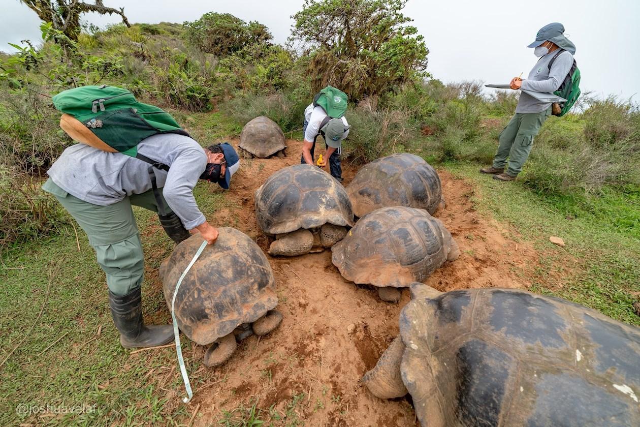 Se estima que las islas Galápagos albergan en la actualidad alrededor de 60.000 tortugas gigantes.