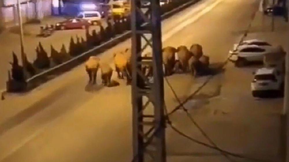 Manada de elefantes por las calles de Eshan, China.